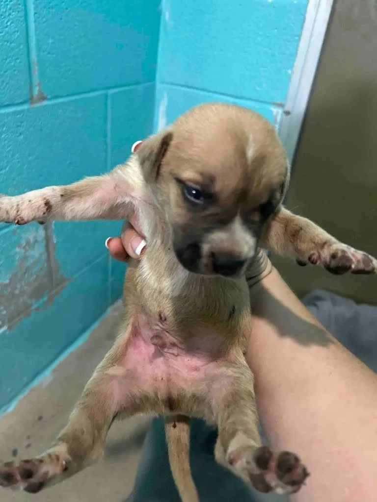 A baby medium-sized male Cane Corso dog named Bean for adoption in Glen Rose, TX