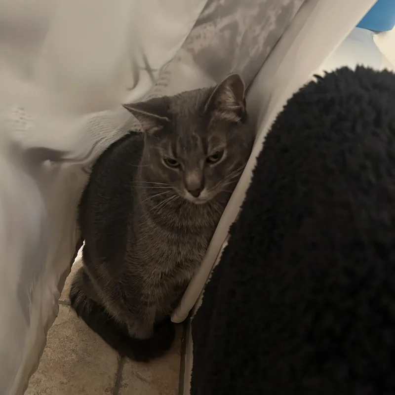 Tuna