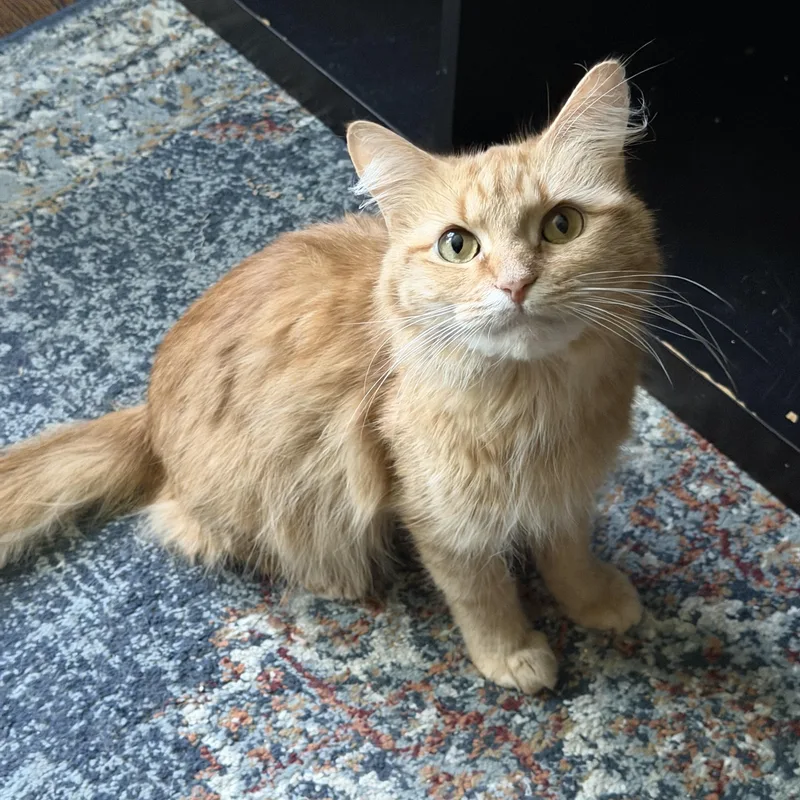 A young medium-sized female Orange / Red Domestic Long Hair cat named Clementine for adoption in Frederick, MD