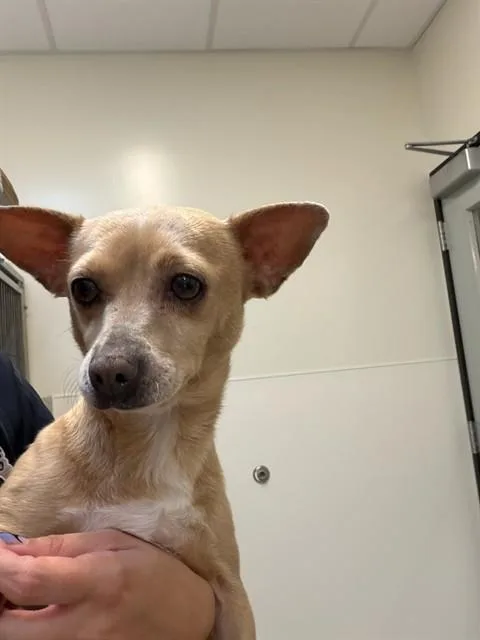 A young small-sized female Chihuahua dog named Coco for adoption in San Luis Obispo, CA