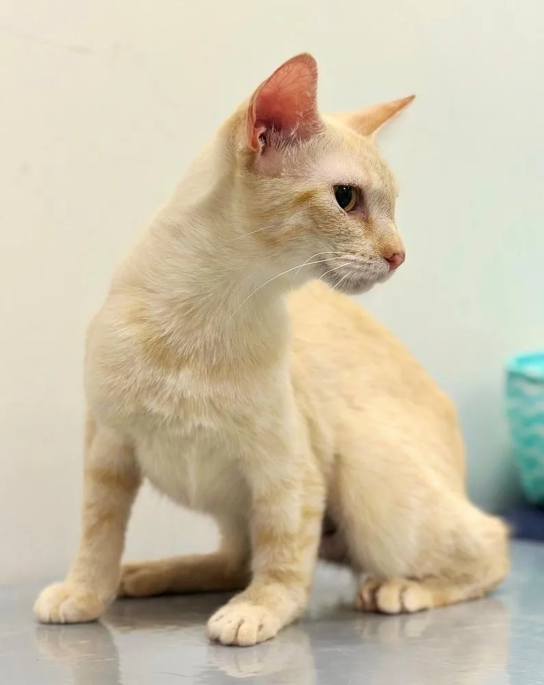 A baby medium-sized female Tabby (Orange / Red) Siamese cat named Nile for adoption in Deltona, FL