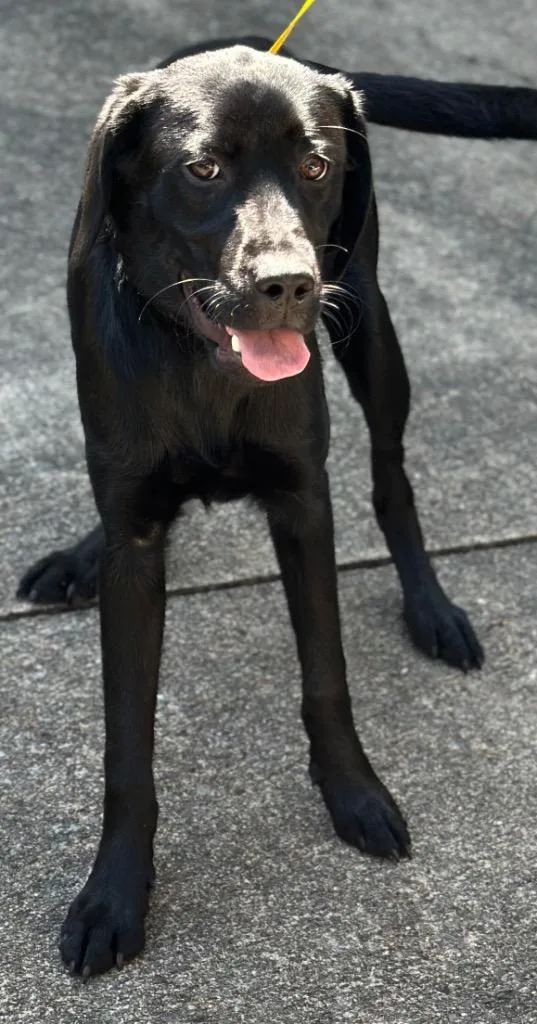 A baby medium-sized female Mixed Breed dog named Navy Blue for adoption in Rome, GA
