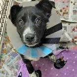 A baby medium-sized female Black Border Collie dog named Pup for adoption in Portsmouth, OH