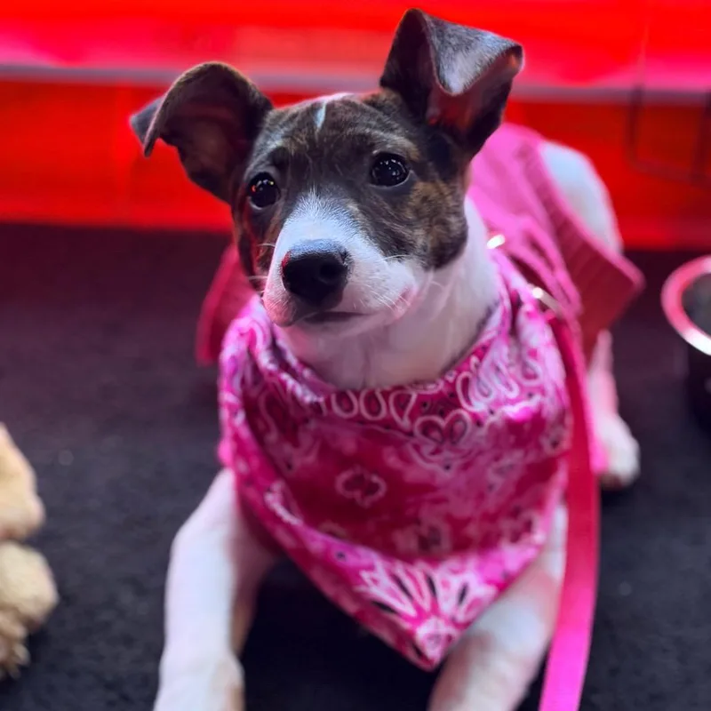 A baby small-sized female White / Cream Parson Russell Terrier dog named Sister for adoption in Watertown, NY