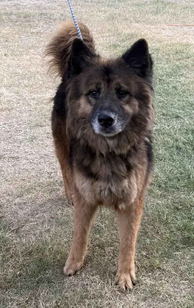 An adult medium-sized female German Shepherd Dog dog named Belle for adoption in Round Rock, TX