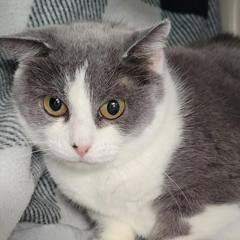 An adult medium-sized female Domestic Short Hair cat named Rosemary for adoption in Milan, IL