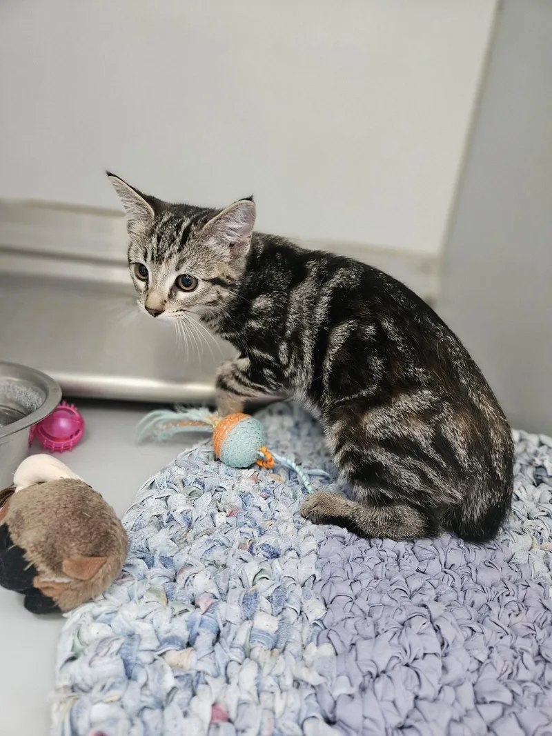 A young medium-sized female Tabby (Gray / Blue / Silver) Domestic Short Hair cat named 61570720 for adoption in Elko, NV