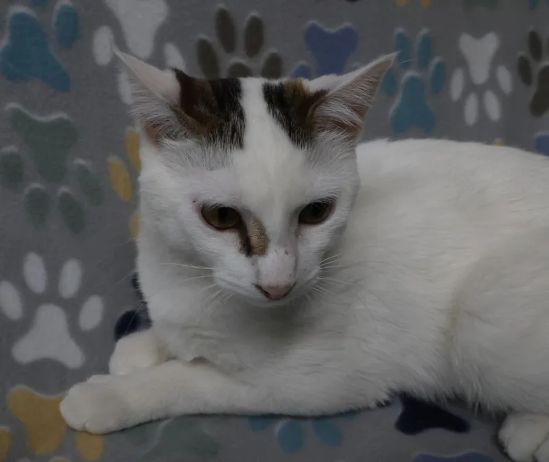 An adult medium-sized female Domestic Short Hair cat named Stella for adoption in Minneapolis, MN