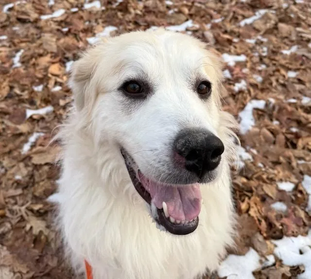An adult large-sized female White / Cream Great Pyrenees dog named Stella for adoption in Manassas, VA