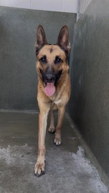 An adult large-sized male German Shepherd Dog dog named Max for adoption in Castaic, CA