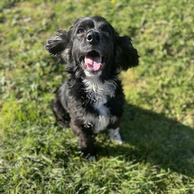 An adult medium-sized male Black Mixed Breed dog named Murphy for adoption in Spokane, WA