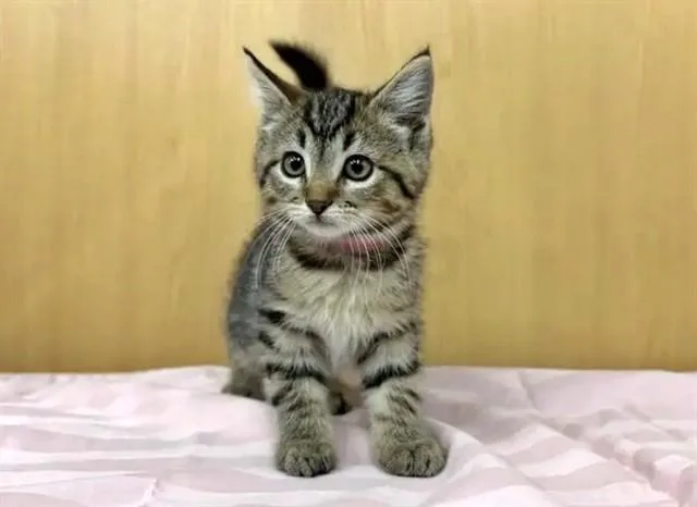 A baby small-sized female Domestic Short Hair cat named Darla for adoption in Saint Louis, MO