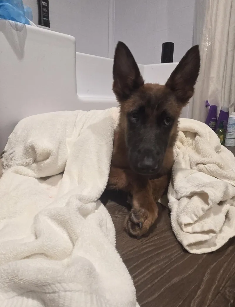 A young medium-sized male Tricolor (Brown, Black, & White) Belgian Shepherd / Malinois dog named Boa for adoption in Mount Sterling, KY