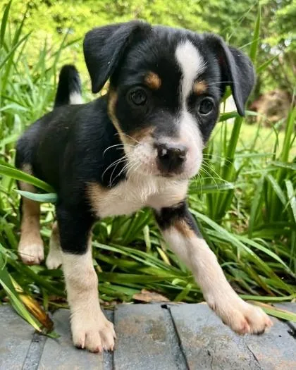 A baby medium-sized female Chihuahua dog named Maya Papaya for adoption in Malvern, PA