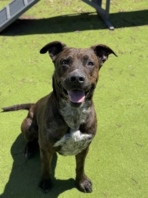 An adult large-sized male Staffordshire Bull Terrier dog named Duke for adoption in Sugar Land, TX