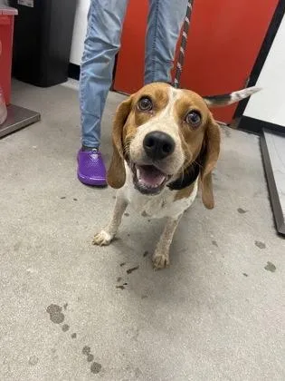 An adult small-sized female Mixed Breed dog named Arrow for adoption in West Chester, PA