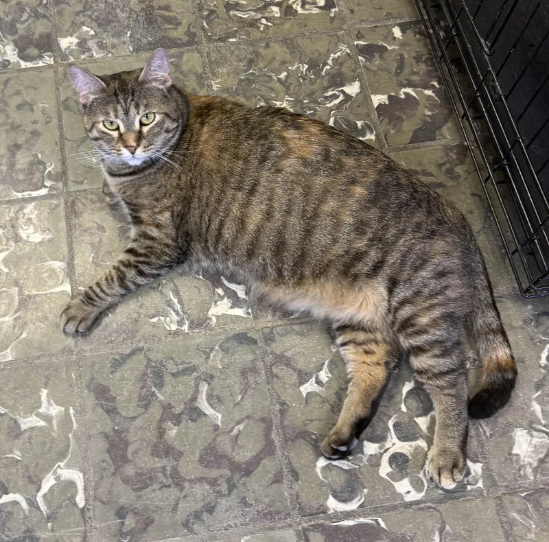 An adult large-sized female Tabby (Brown / Chocolate) Domestic Short Hair cat named Whitney for adoption in Hamburg, NY