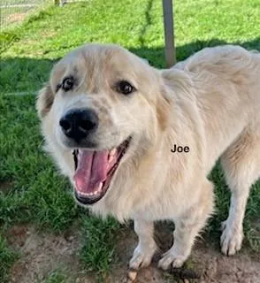 Joe thumbnail 4