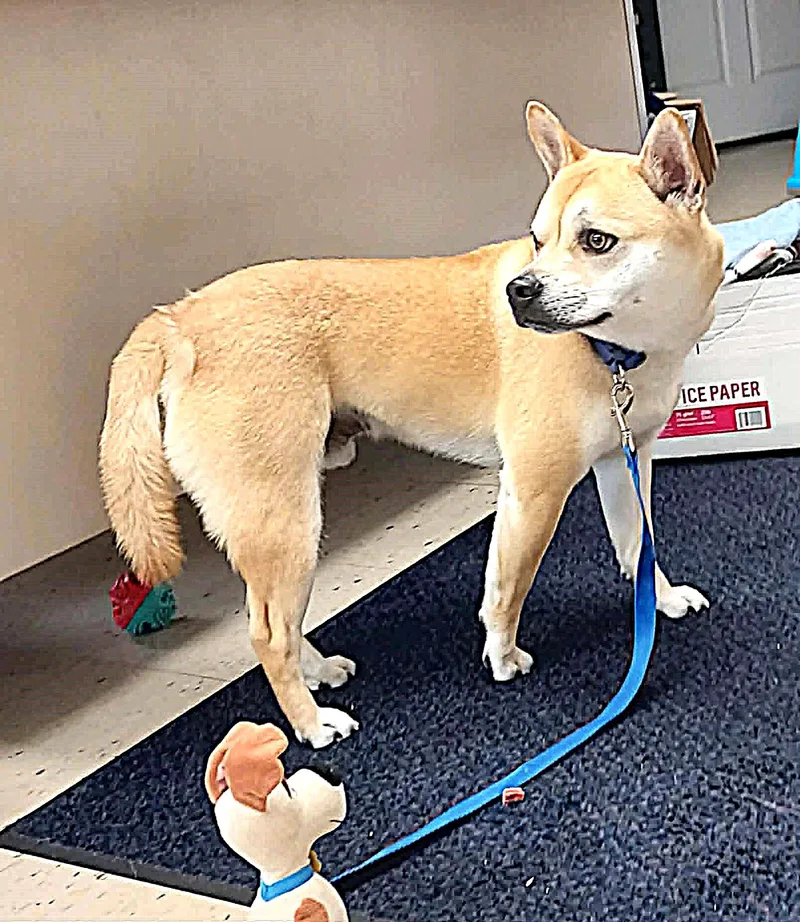 A young medium-sized male Apricot / Beige Shiba Inu dog named Max for adoption in Falls Creek, PA