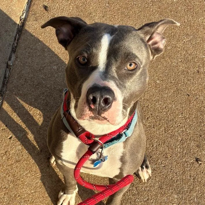 Pollie Pocket thumbnail 2