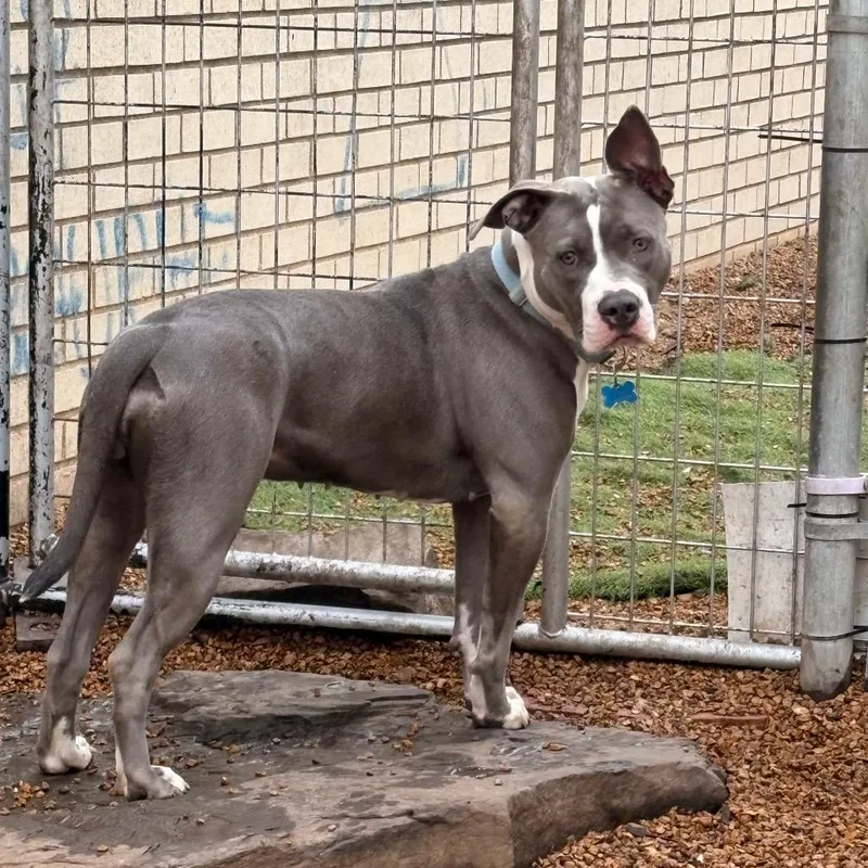 Pollie Pocket thumbnail 3