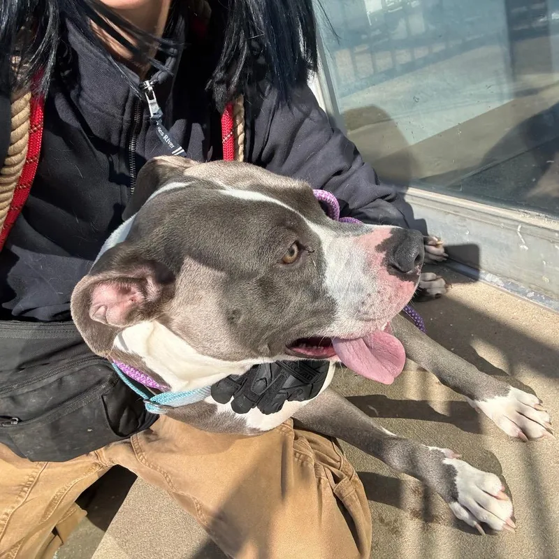 Pollie Pocket thumbnail 5