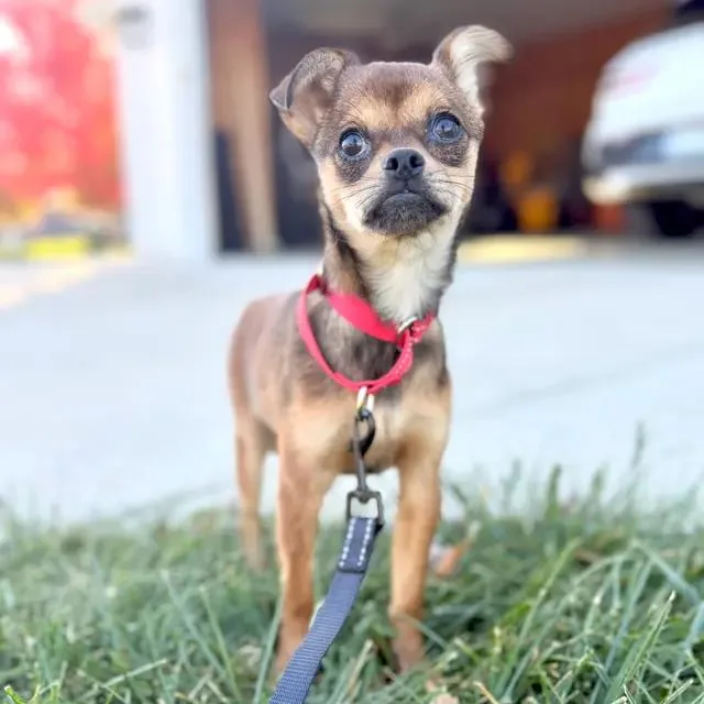 A baby small-sized female Brown / Chocolate Chihuahua dog named Churro for adoption in Muskego, WI