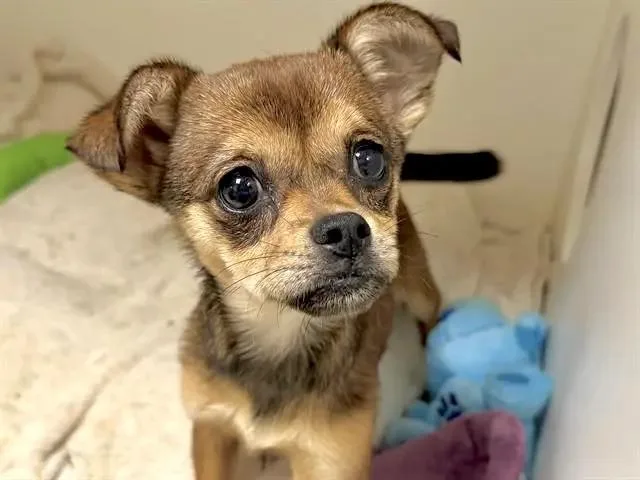 Churro thumbnail 2
