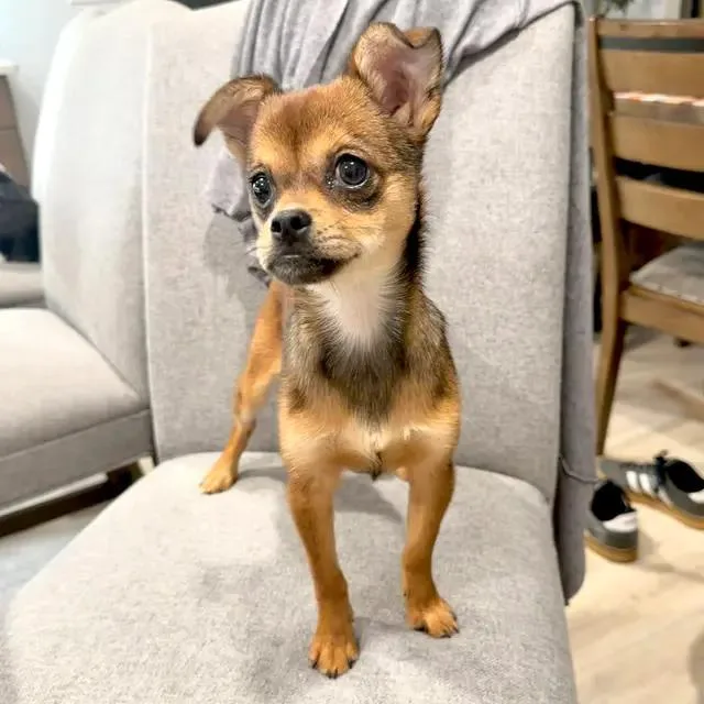 Churro thumbnail 3