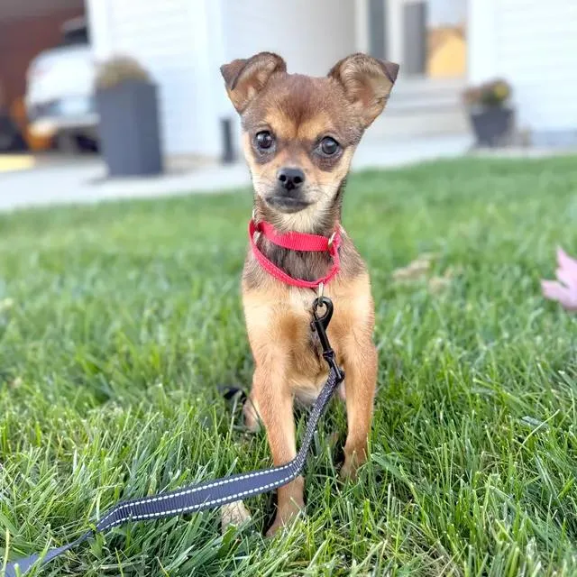 Churro thumbnail 4