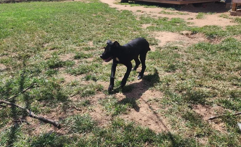 A young large-sized male Tricolor (Brown, Black, & White) Labrador Retriever dog named Mr. Bear for adoption in McMinnville, TN