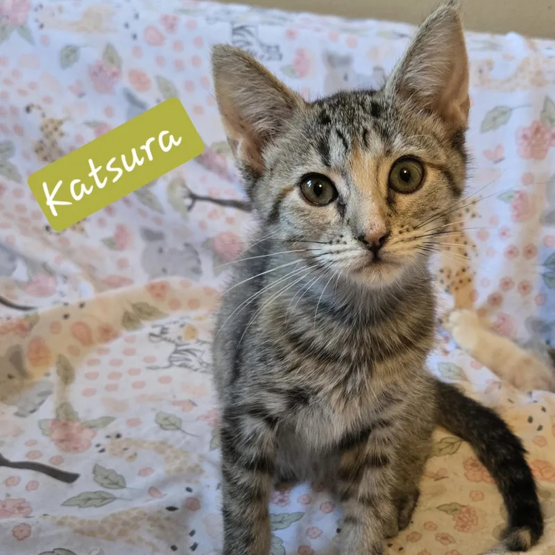 A baby small-sized female Tabby (Buff / Tan / Fawn) Domestic Short Hair cat named Katsura for adoption in Bentonville, AR