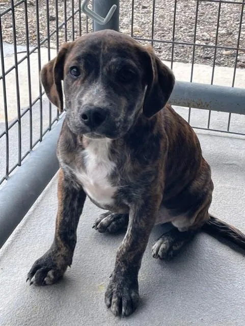A baby small-sized male Mastiff dog named Tiger for adoption in Belton, TX