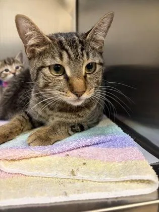 An adult small-sized female Domestic Short Hair cat named Destiny for adoption in West Chester, PA