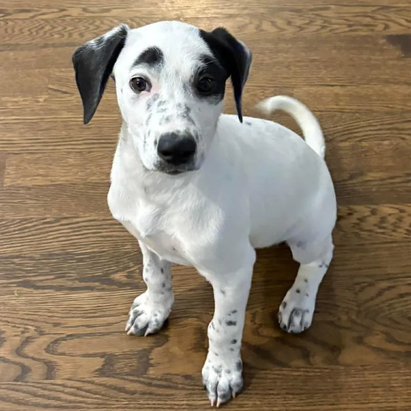 A baby medium-sized male White / Cream Mixed Breed dog named Cheddar for adoption in Olathe, KS
