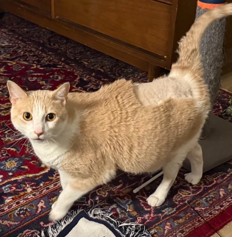 An adult medium-sized male Domestic Short Hair cat named Sonny for adoption in Minneapolis, MN