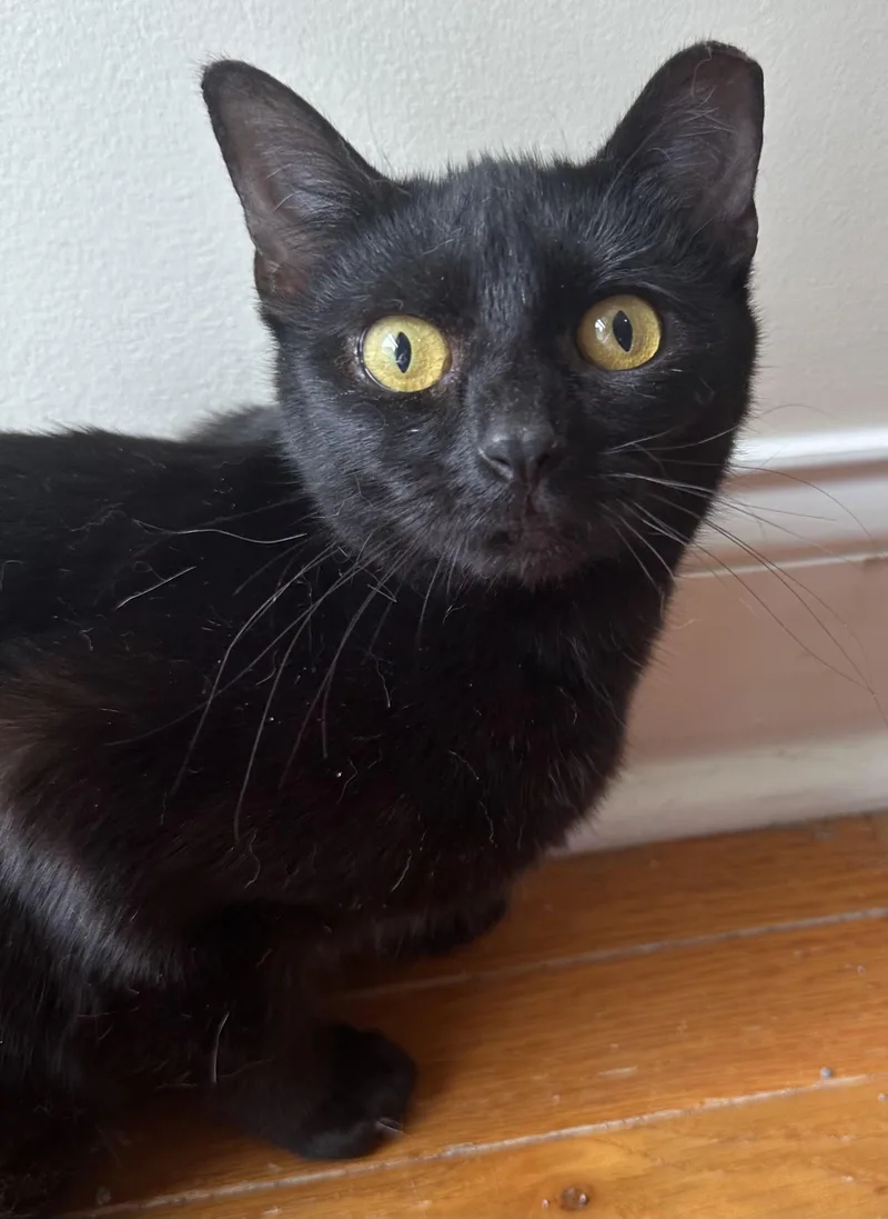 A young medium-sized female Domestic Short Hair cat named Cinder Tnr for adoption in Davidson, NC