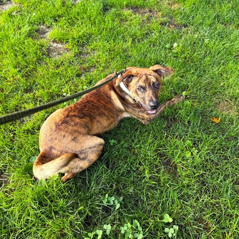 A young medium-sized male Mixed Breed dog named Vance for adoption in Brookhaven, NY