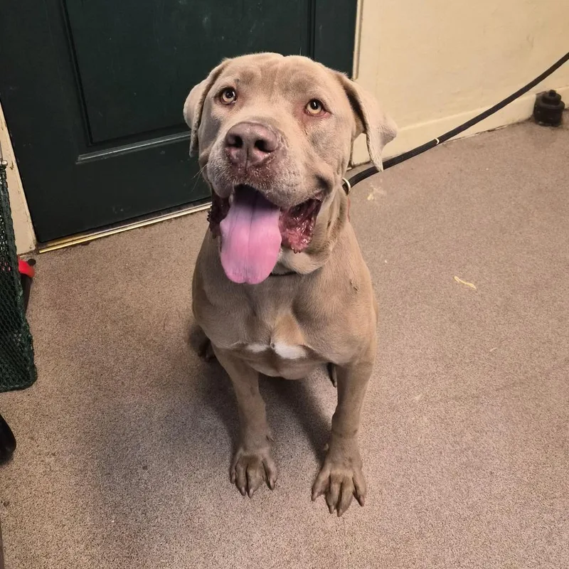 An adult large-sized female Yellow / Tan / Blond / Fawn Pit Bull Terrier dog named Margaret Woofington for adoption in Pasadena, CA
