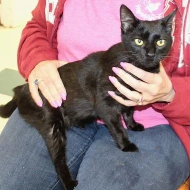 A young medium-sized female Black American Shorthair cat named Wren for adoption in Birmingham, AL