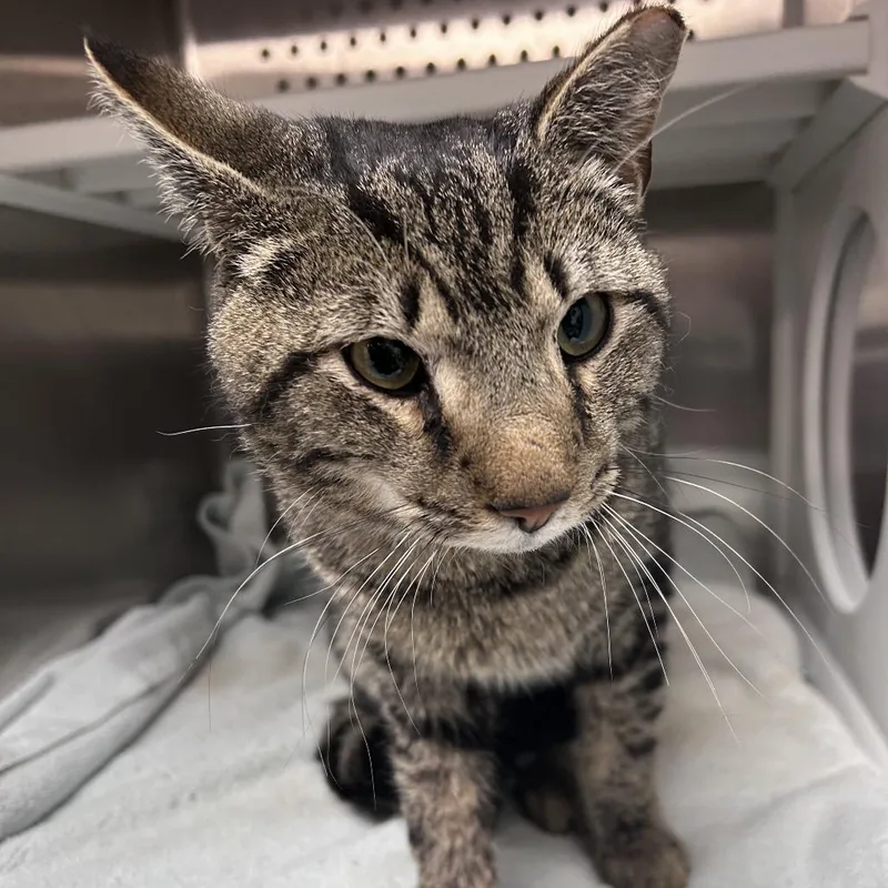 An adult medium-sized male Gray / Blue / Silver Domestic Short Hair cat named Island for adoption in Philadelphia, PA
