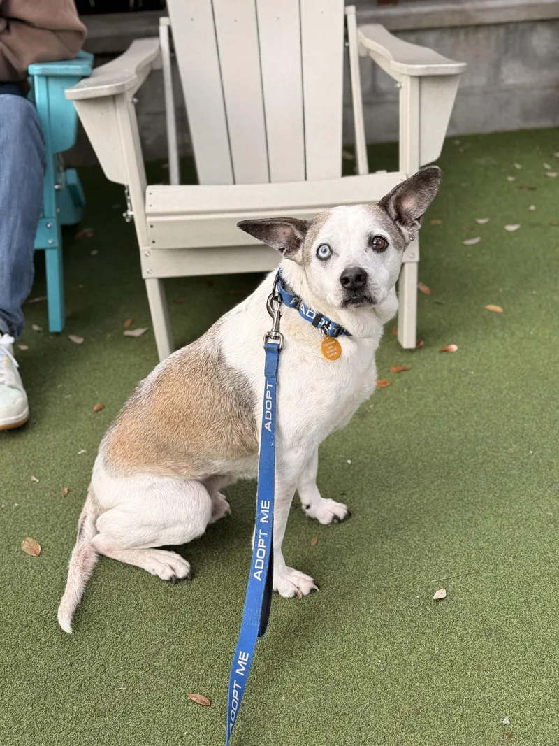 A senior medium-sized male Gray / Blue / Silver Siberian Husky dog named Jack for adoption in Charleston, SC