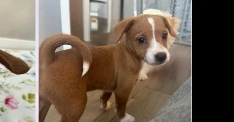 A baby small-sized female Poodle dog named Rose for adoption in Gillsville, GA
