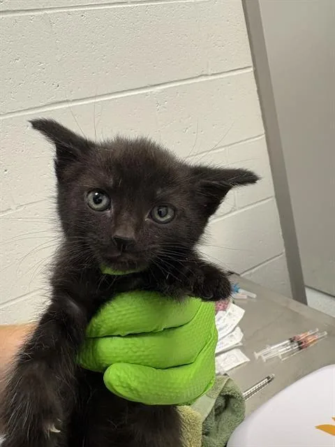 A baby small-sized female Domestic Short Hair cat named Nike for adoption in Indianapolis, IN