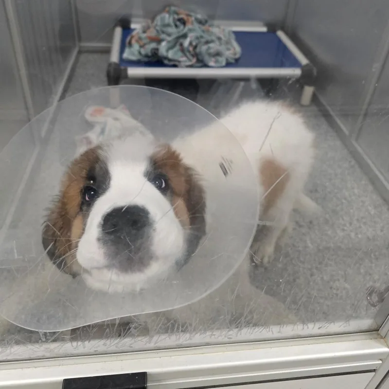 A baby small-sized male White / Cream Mixed Breed dog named Larimar for adoption in Mentor, OH