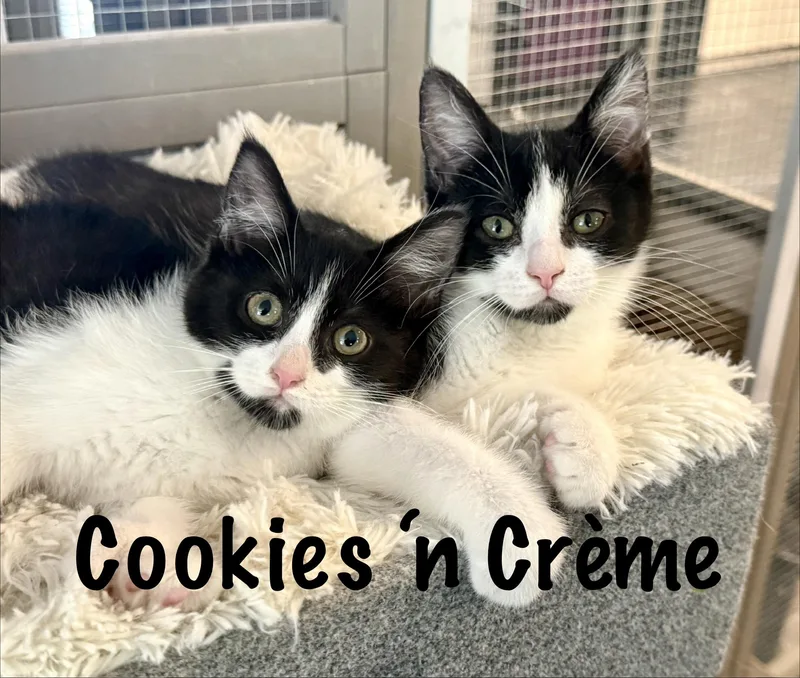 A baby medium-sized female Black & White / Tuxedo Domestic Short Hair cat named Cookies n Crème for adoption in Frewsburg, NY