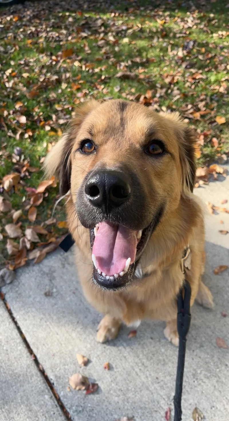 An adult large-sized male Tricolor (Brown, Black, & White) Great Pyrenees dog named Gus for adoption in Warrenville, IL