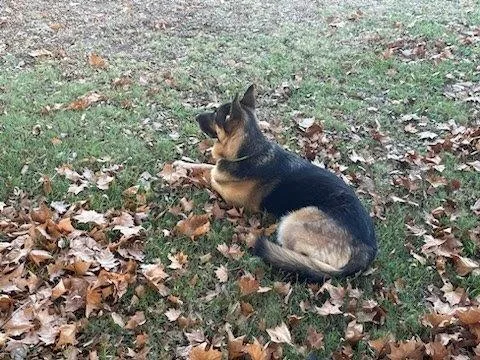 An adult large-sized male German Shepherd Dog dog named Banner for adoption in Waxahachie, TX