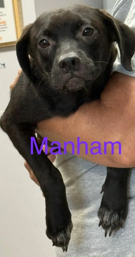 A baby medium-sized male Labrador Retriever dog named Manham for adoption in Saint Francisville, LA