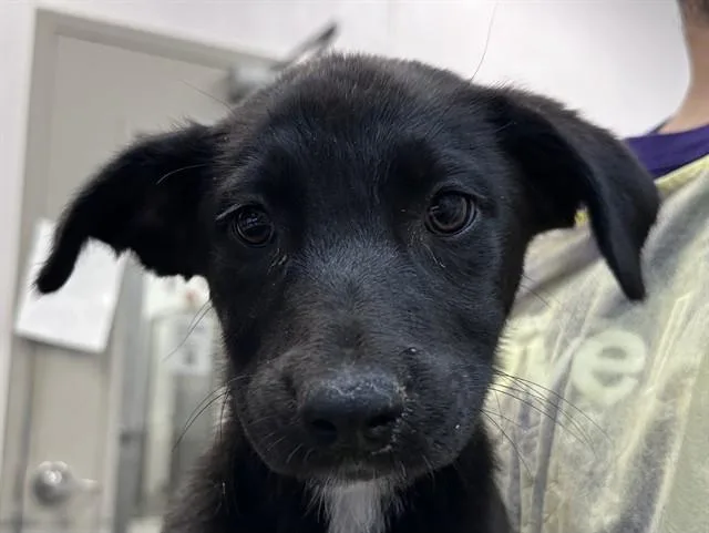 A baby small-sized female German Shepherd Dog dog named Kodiak for adoption in Tucson, AZ